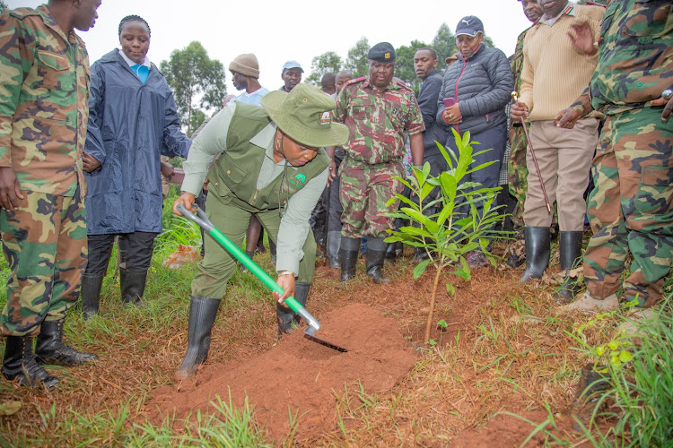 Second Lady Dorcas Rigathi planting a tree at Kikuyu forest on Friday.