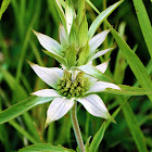 Spotted Horse Mint