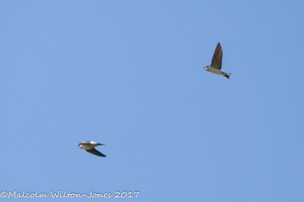 House Martin; Avión Común