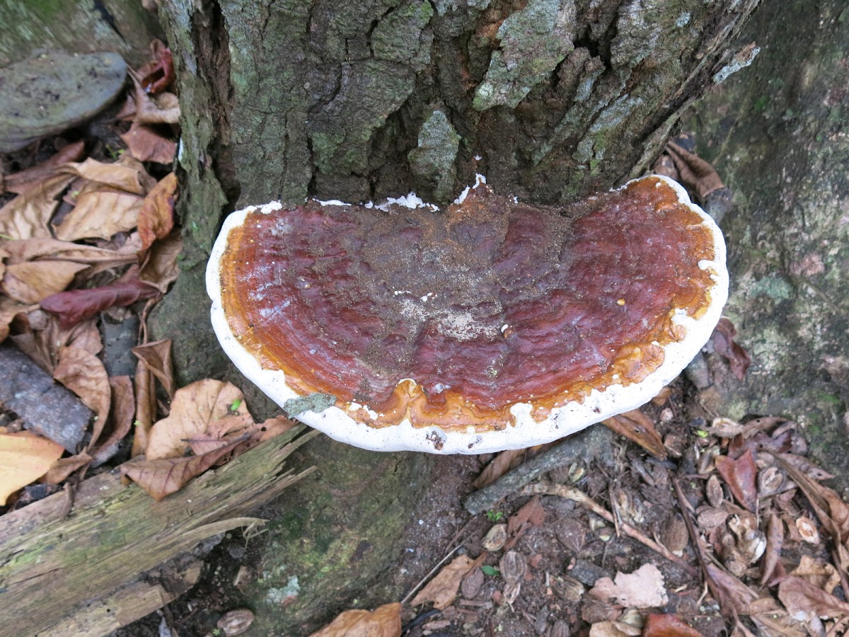 Oreja de palo