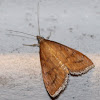 Celery Leaftier moth