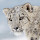 *NEW* HD Snow Leopards Wallpaper New Tab