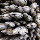 Gooseneck barnacles