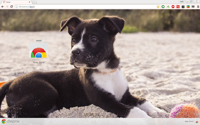 Cute Puppy Beach Theme chrome extension