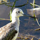 Greenshank