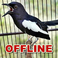 Suara Burung Kacer Gacor Juara MP3 Offline