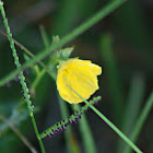 Common Evening Primrose