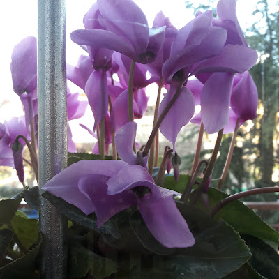 Cyclamen di @Virginia_Billè