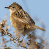 Zitting Cisticola; Buitrón