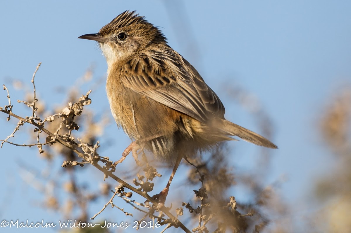 Zitting Cisticola; Buitrón