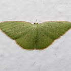 Emerald Moth