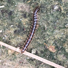 Greenhouse Millipede