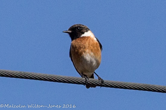 Stonechat; Tarabilla Común