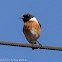 Stonechat; Tarabilla Común