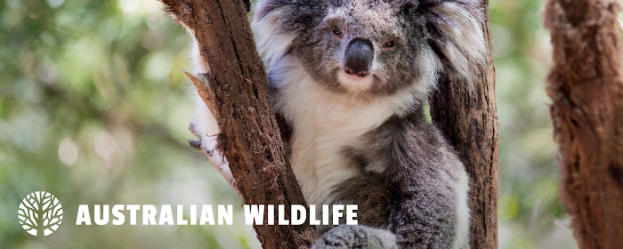 Australian Wildlife HD Wallpapers New Tab marquee promo image