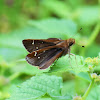 Three-spotted Skipper