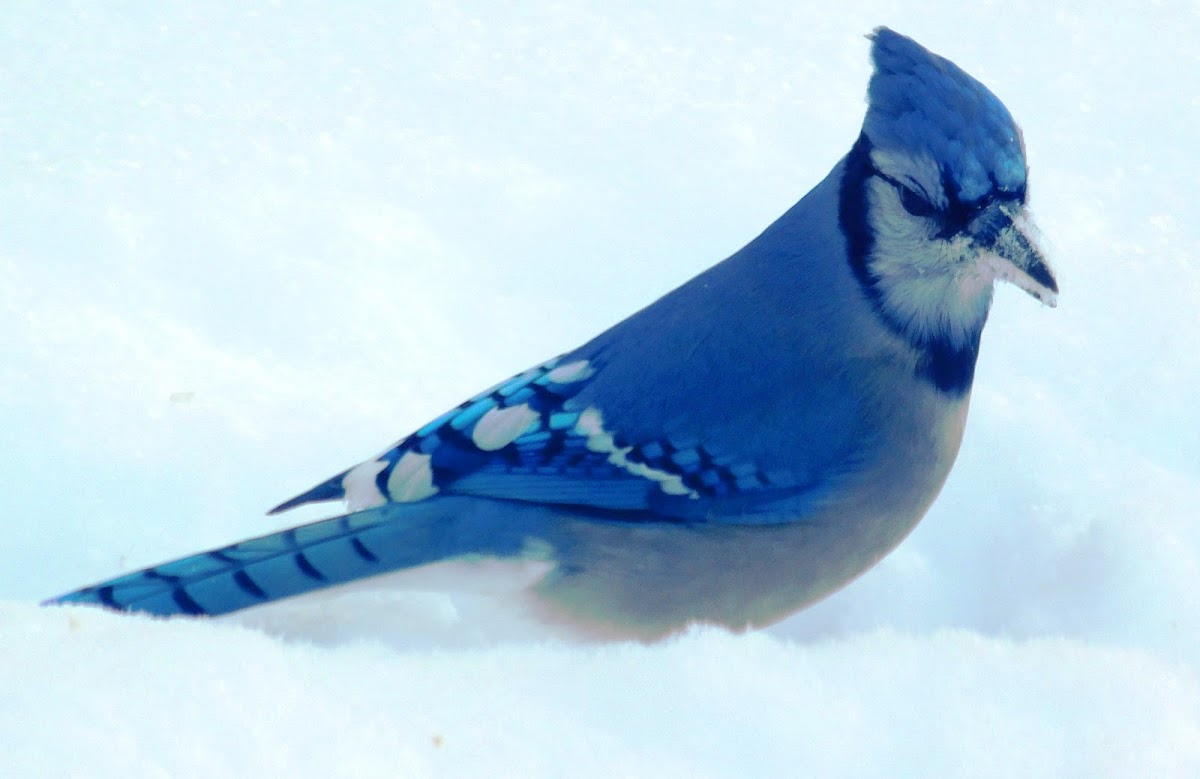 Blue Jay