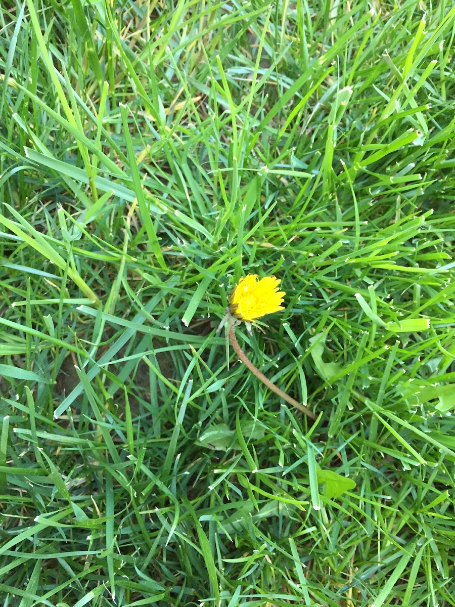 Common Dandelion