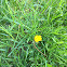 Common Dandelion