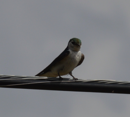 Violet-green swallow