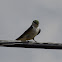 Violet-green swallow