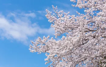 タイムカプセルの秘密