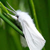 Virginian tiger moth