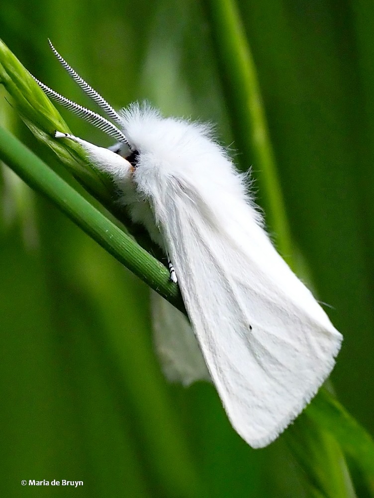 Virginian tiger moth