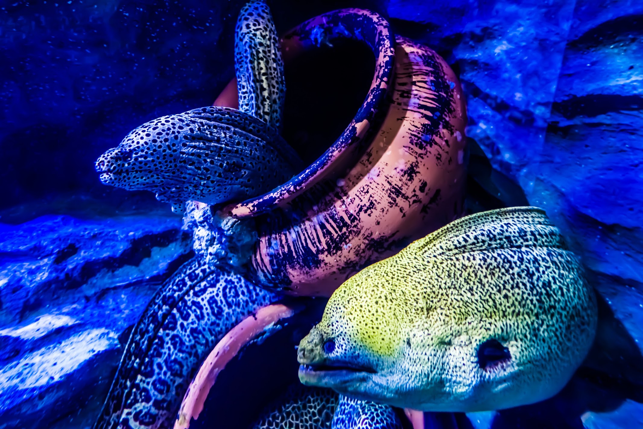 Singapore Sentosa S.E.A. Aquarium moray eel2