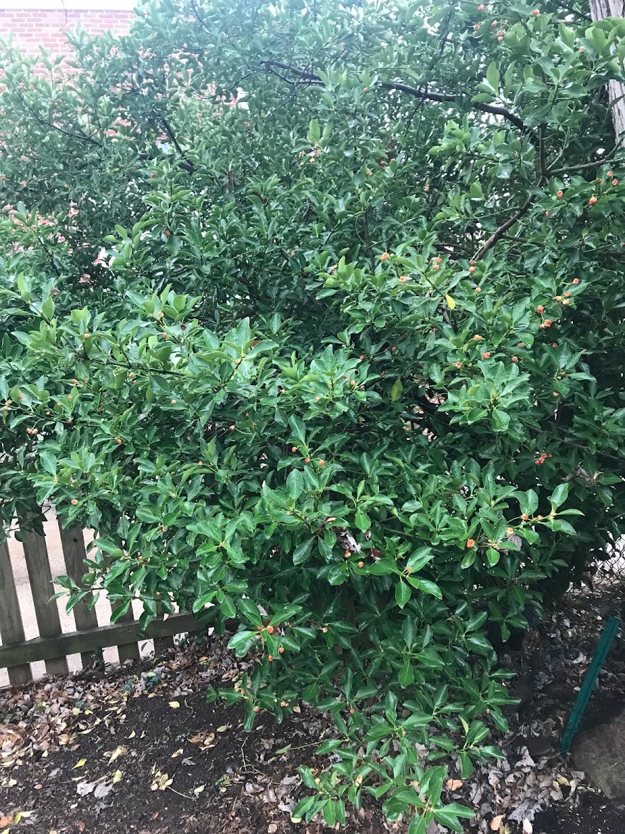 Winterberry Bush