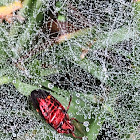 Funnel-web Spider Web