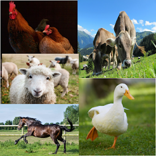 pets and farm animal sounds(圖8)-速報App