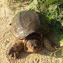 Common Snapping Turtle