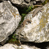 Common wall lizard