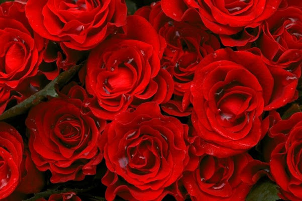 Rose Rosse di 0