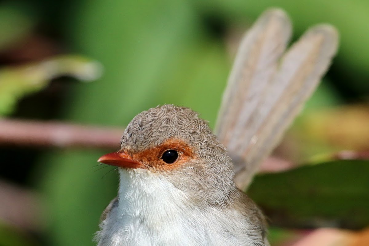 Superb Fairy-wren ( Female )