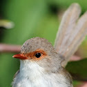 Superb Fairy-wren ( Female )