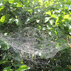 Spiderweb