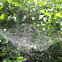 Spiderweb