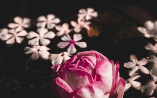 Pink Rose Surrounded by Floating Petals screenshot 1