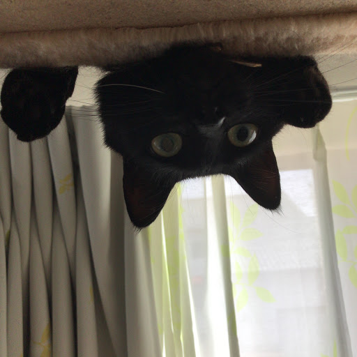 黒猫🐾のプロフィール画像