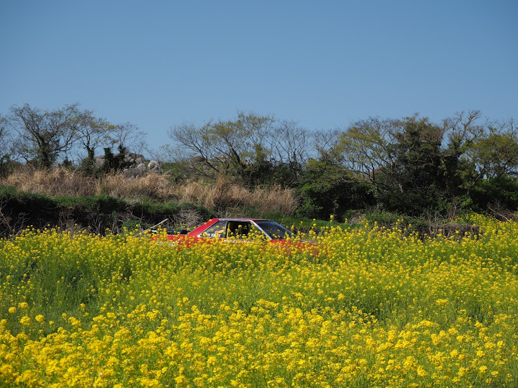 スカイラインの菜の花と愛車・北九州・ぼっちカメ活・じゃじゃ馬麗心愚に関するカスタム事例の投稿画像2枚目