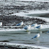 Ring-billed Gull