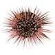 Download Sea urchins For PC Windows and Mac 7.2.1