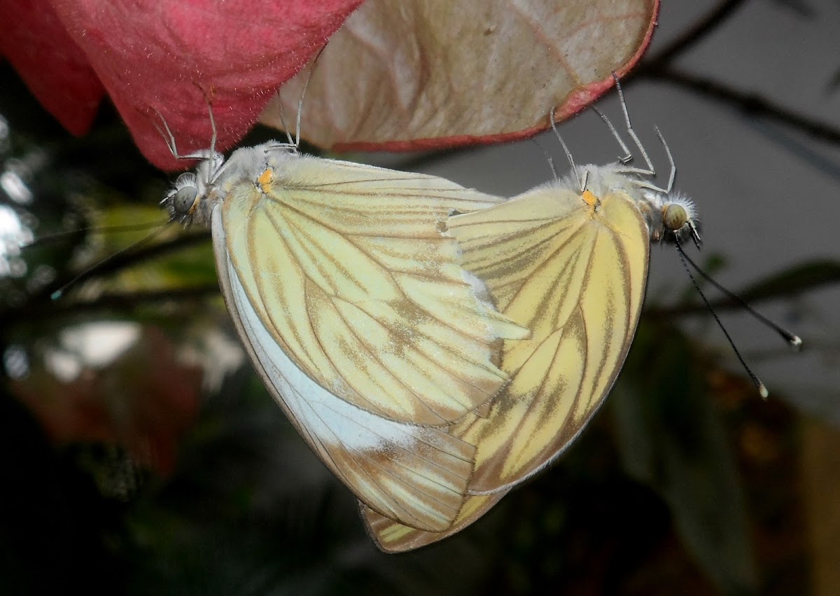 Great Southern White