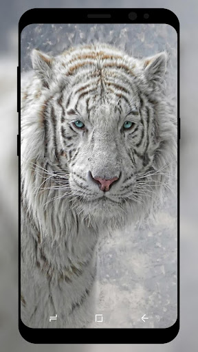 White Tiger Wallpaper HD