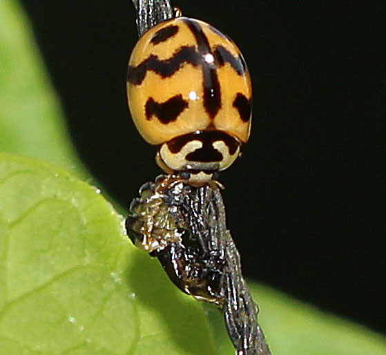 Six-spotted Zigzag Ladybird