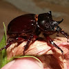 Elephant beetle