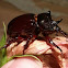 Elephant beetle