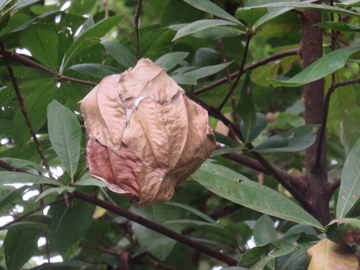 Weaver Ant nests